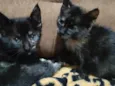 Gatinhos 