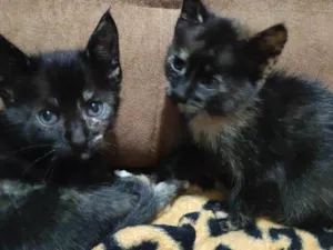 Gato raça Comum  idade Abaixo de 2 meses nome Gatinhos 