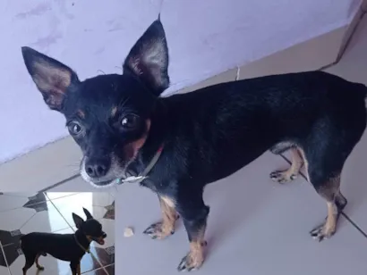 Cachorro raça Pinscher idade 3 anos nome Se