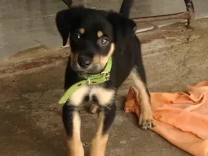 Cachorro raça Rottweiler idade Abaixo de 2 meses nome Luck