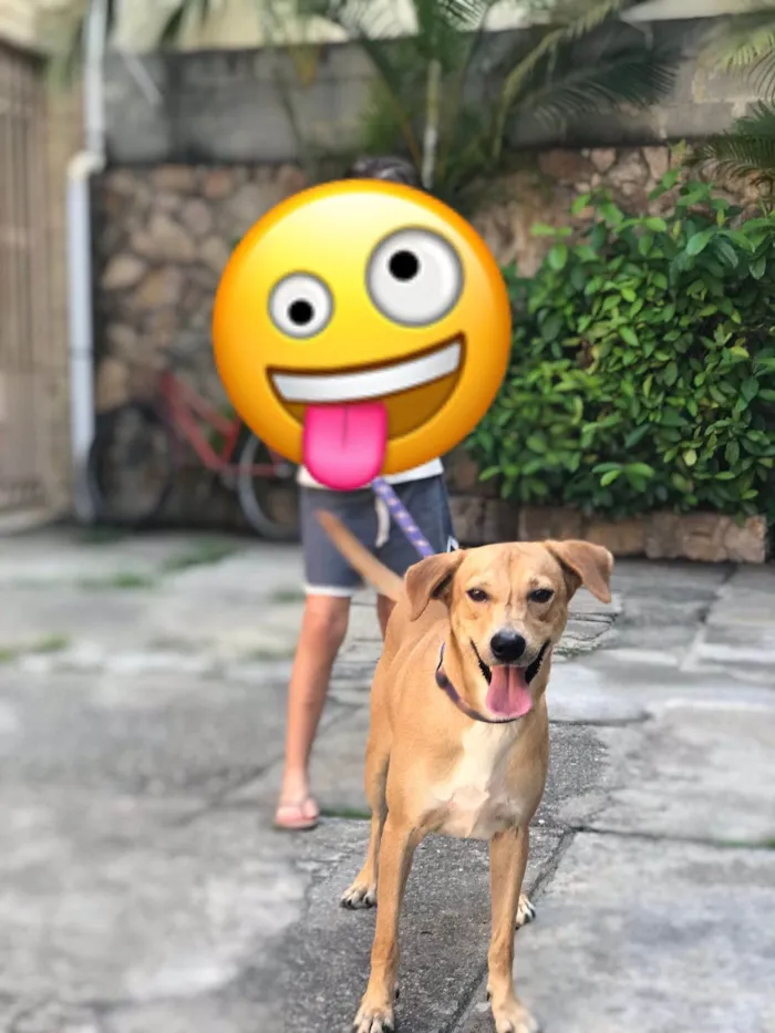 Cachorro ra a SRD-ViraLata idade 2 anos nome George