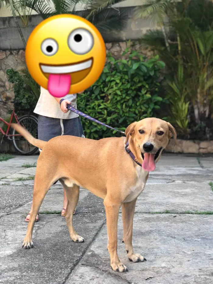 Cachorro ra a SRD-ViraLata idade 2 anos nome George