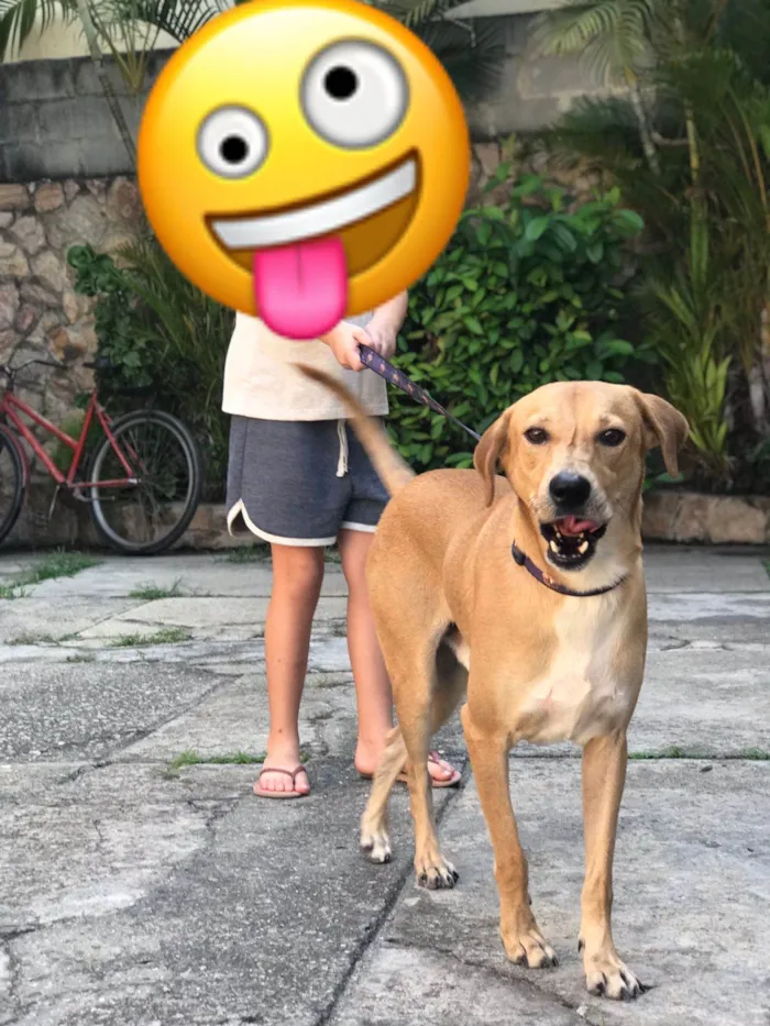 Cachorro ra a SRD-ViraLata idade 2 anos nome George