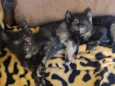 Gatinhos 