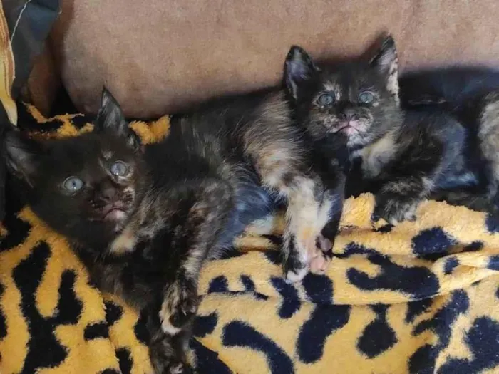 Gato raça Comum  idade Abaixo de 2 meses nome Gatinhos 