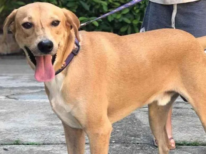 Cachorro ra a SRD-ViraLata idade 2 anos nome George