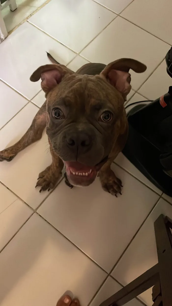 Cachorro ra a American Bully idade 7 a 11 meses nome Hernestto