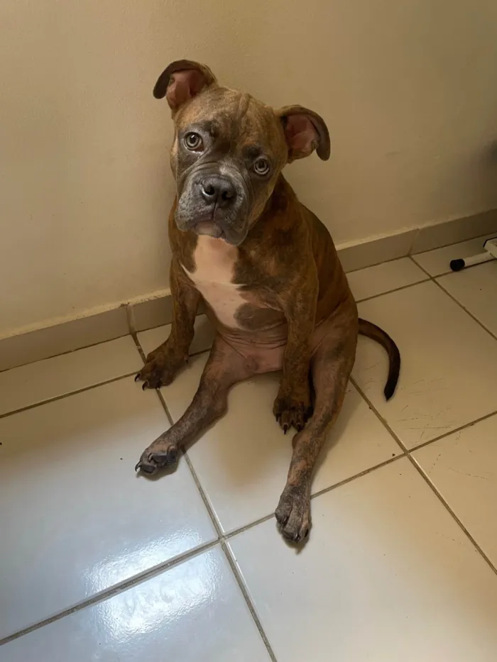 Cachorro ra a American Bully idade 7 a 11 meses nome Hernestto
