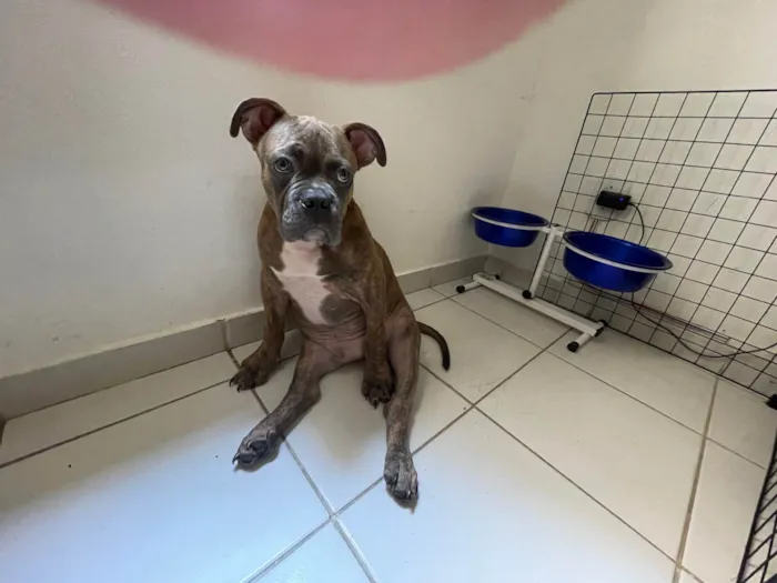 Cachorro ra a American Bully idade 7 a 11 meses nome Hernestto