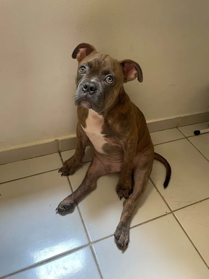 Cachorro ra a American Bully idade 7 a 11 meses nome Hernestto