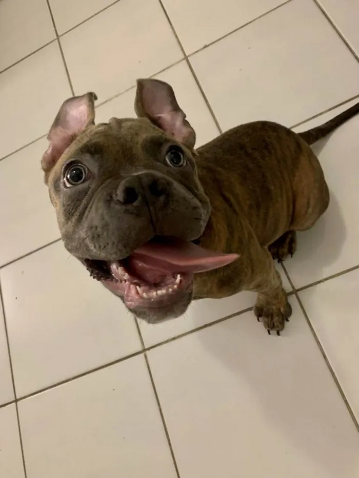 Cachorro ra a American Bully idade 7 a 11 meses nome Hernestto