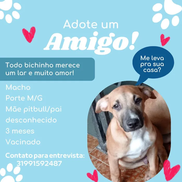 Cachorro raça SRD-ViraLata idade 2 a 6 meses nome Duck
