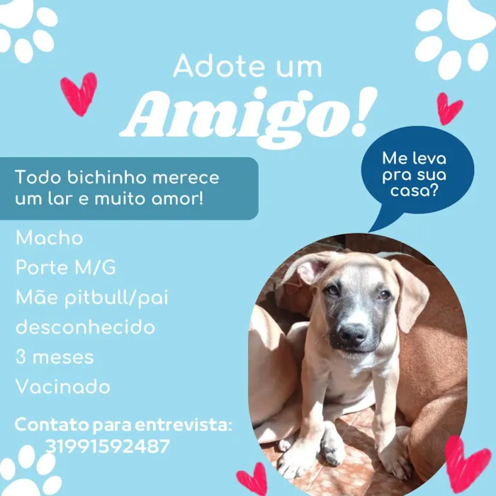 Cachorro raça SRD-ViraLata idade 2 a 6 meses nome Fred