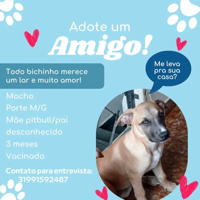 Cachorro ra a SRD-ViraLata idade 2 a 6 meses nome Thor