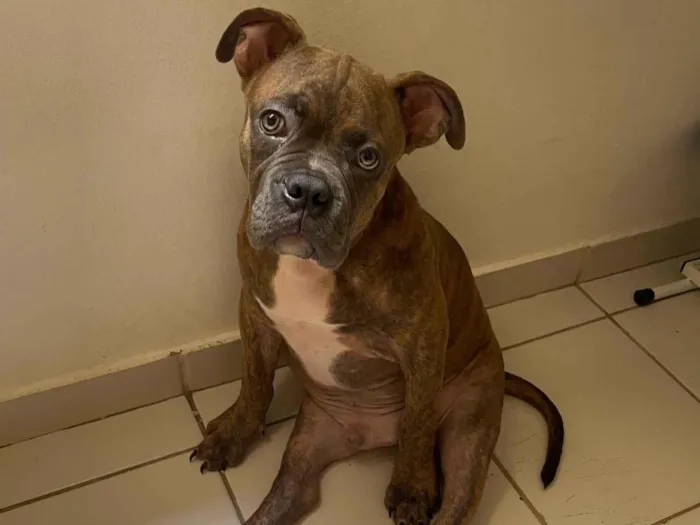 Cachorro ra a American Bully idade 7 a 11 meses nome Hernestto