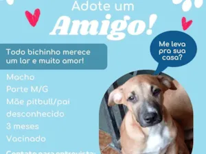 Cachorro raça SRD-ViraLata idade 2 a 6 meses nome Duck