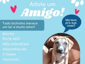 Cachorro raça SRD-ViraLata idade 2 a 6 meses nome Fred