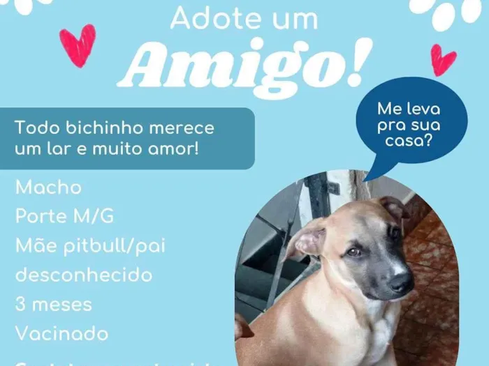 Cachorro ra a SRD-ViraLata idade 2 a 6 meses nome Thor