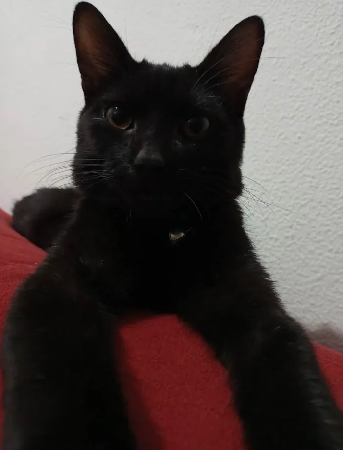 Gato ra a  idade 2 anos nome Jack