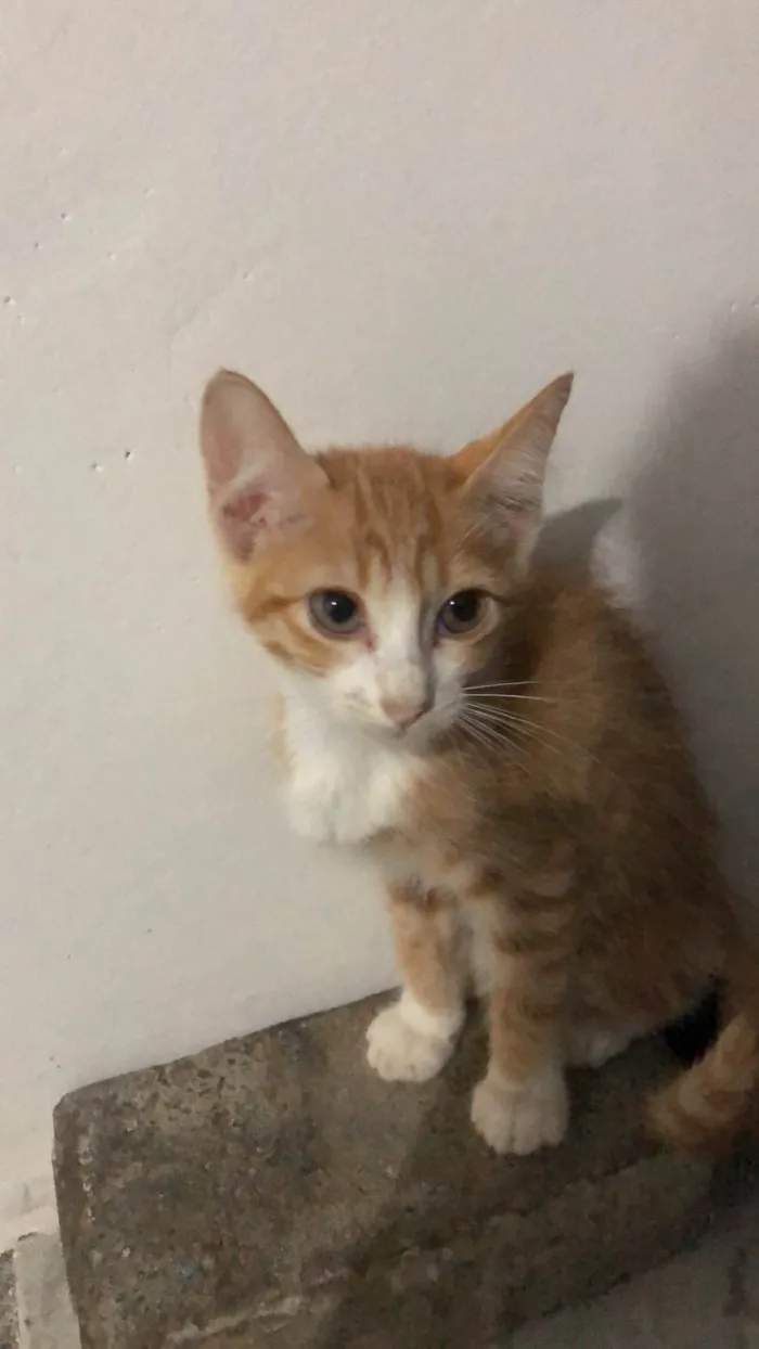 Gato ra a SRD-ViraLata idade 2 a 6 meses nome Gatos Laranjas