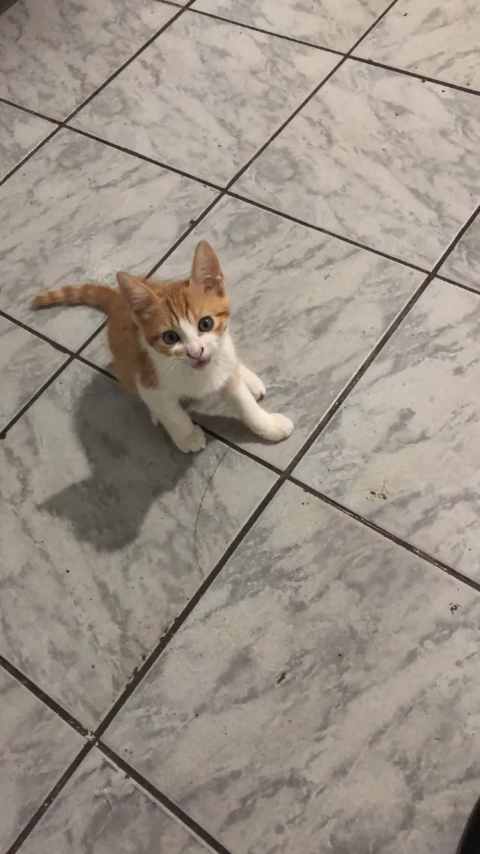 Gato ra a SRD-ViraLata idade 2 a 6 meses nome Gatos Laranjas