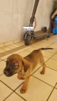 vira latas para doaçao