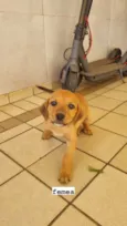 vira latas para doaçao