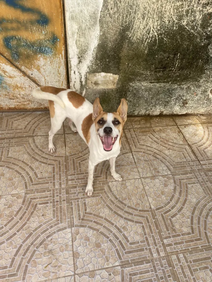 Cachorro ra a Srd  idade 1 ano nome Alvinho 