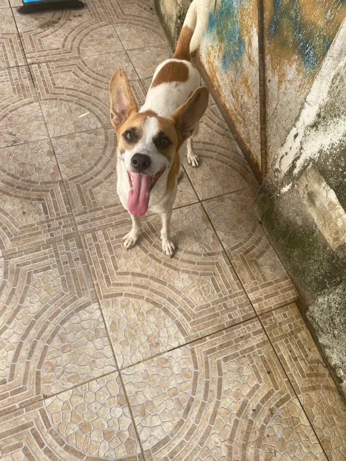 Cachorro ra a Srd  idade 1 ano nome Alvinho 