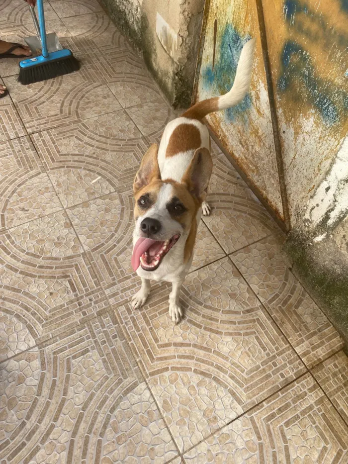 Cachorro ra a Srd  idade 1 ano nome Alvinho 