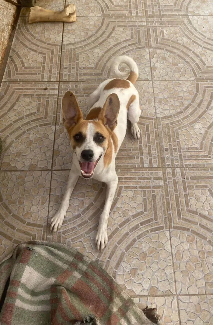 Cachorro ra a Srd  idade 1 ano nome Alvinho 