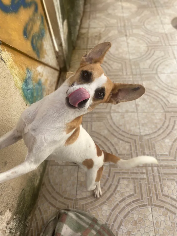 Cachorro ra a Srd  idade 1 ano nome Alvinho 