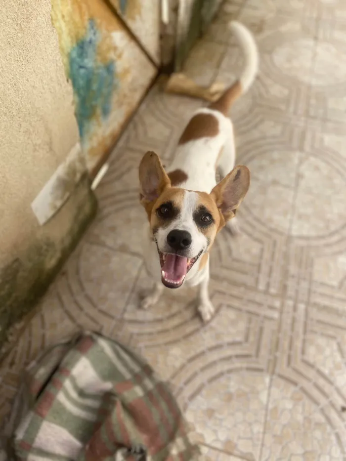 Cachorro ra a Srd  idade 1 ano nome Alvinho 