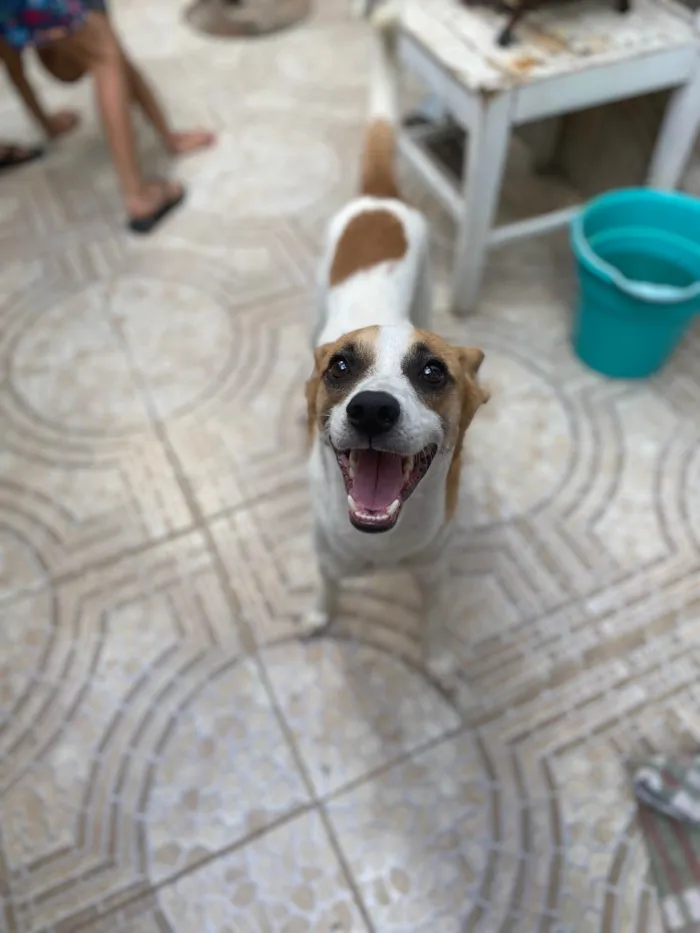 Cachorro ra a Srd  idade 1 ano nome Alvinho 