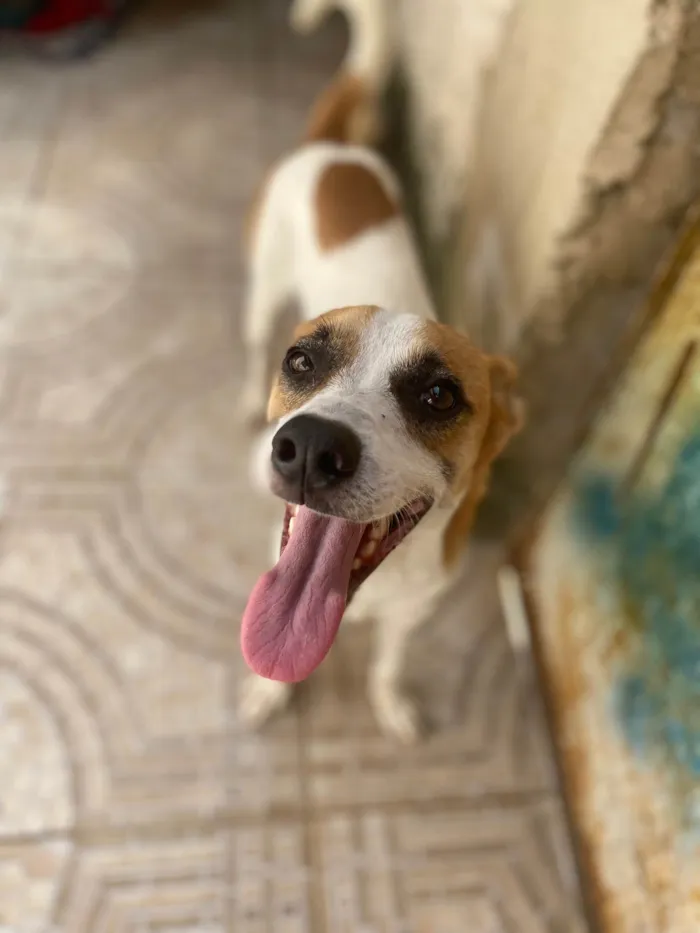 Cachorro ra a Srd  idade 1 ano nome Alvinho 