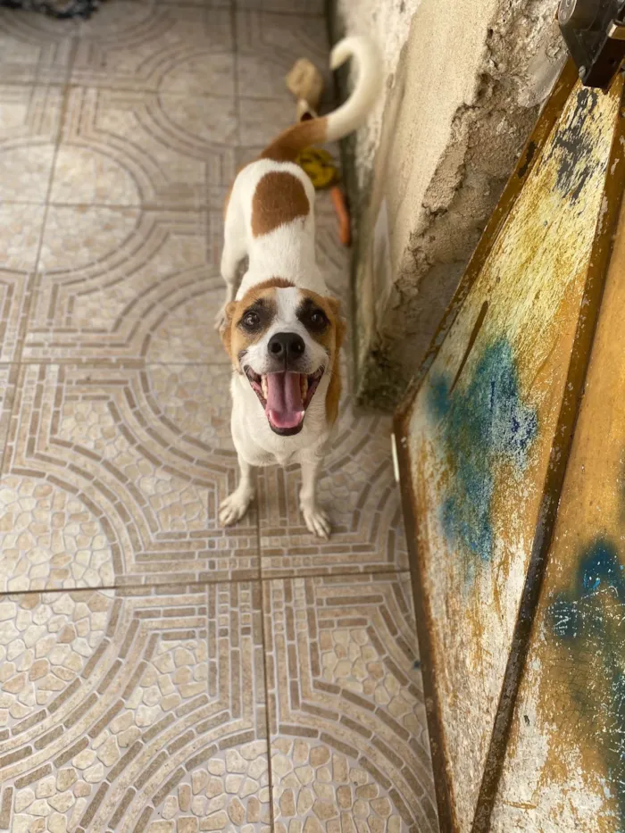 Cachorro ra a Srd  idade 1 ano nome Alvinho 