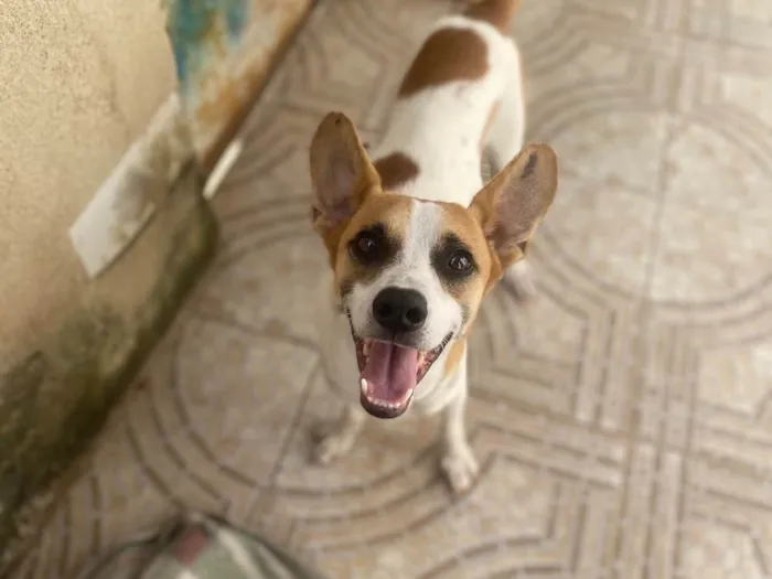 Cachorro ra a Srd  idade 1 ano nome Alvinho 