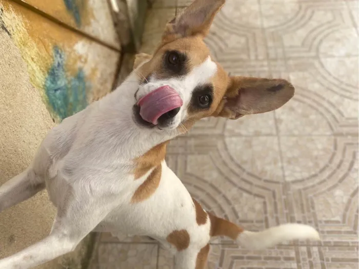 Cachorro ra a Srd  idade 1 ano nome Alvinho 