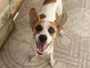 Cachorro raça Srd  idade 1 ano nome Alvinho 