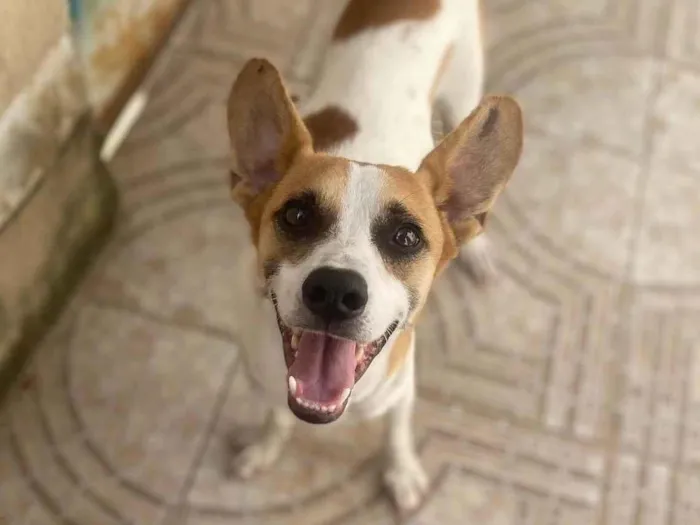 Cachorro ra a Srd  idade 1 ano nome Alvinho 