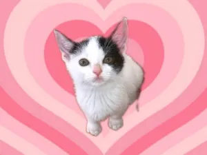 Gato raça SRD-ViraLata idade 2 a 6 meses nome Amelie bb2meses linda 