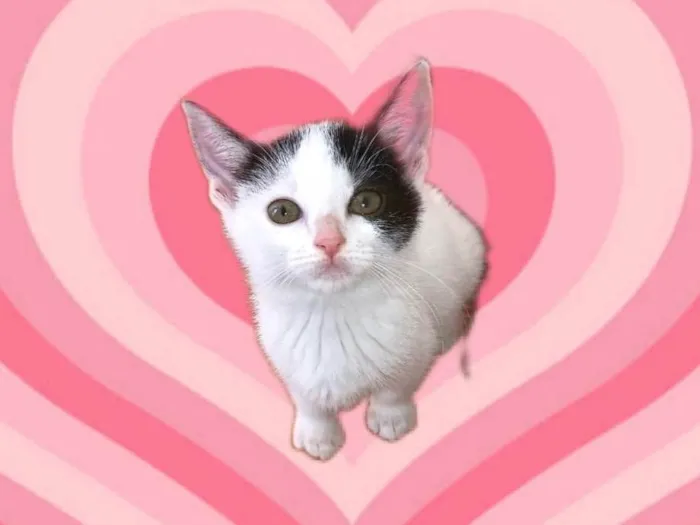 Gato raça SRD-ViraLata idade 2 a 6 meses nome Amelie bb2meses linda 