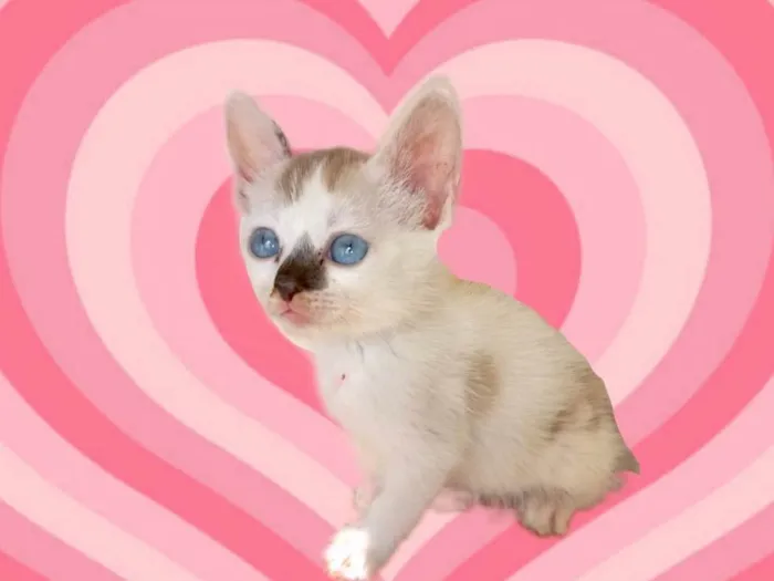 Gato raça SRD-ViraLata idade 2 a 6 meses nome Celine bb2meses linda 