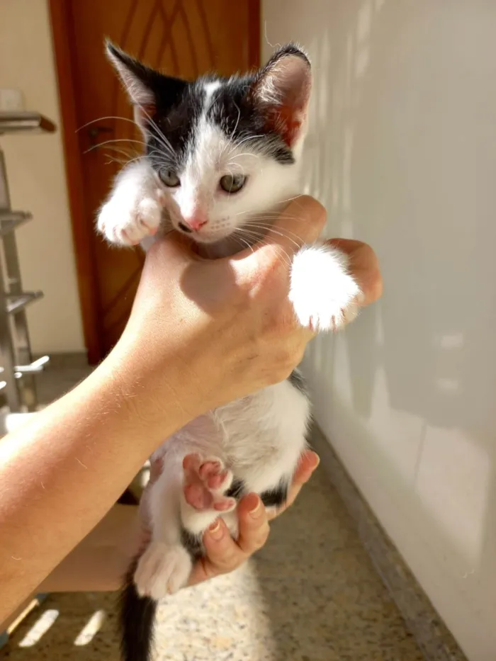 Tonton bb2meses lindinho demais