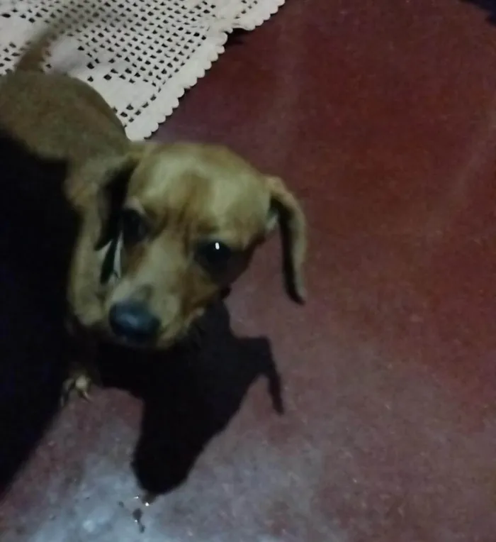 Cachorro ra a Basset-Cofap idade 6 ou mais anos nome Cindy