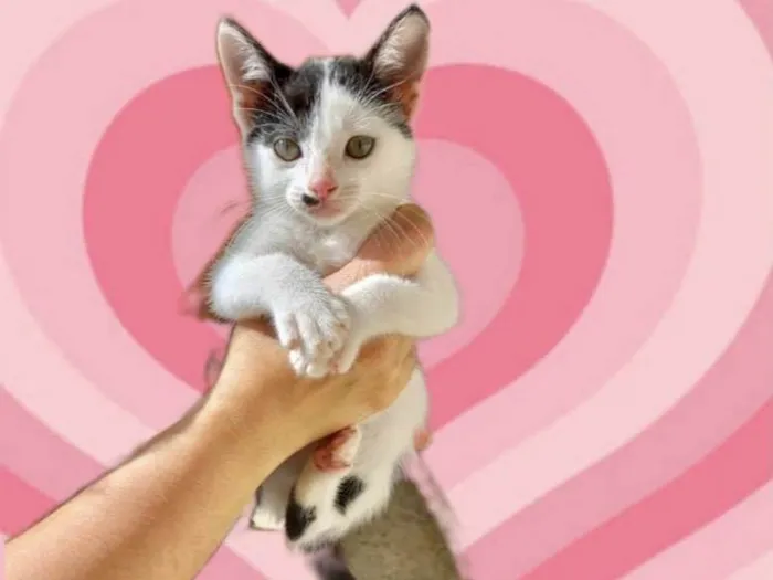 Gato raça SRD-ViraLata idade 2 a 6 meses nome Tonton bb2meses lindinho demais 