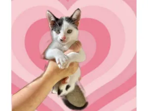 Gato raça SRD-ViraLata idade 2 a 6 meses nome Tonton bb2meses lindinho demais 