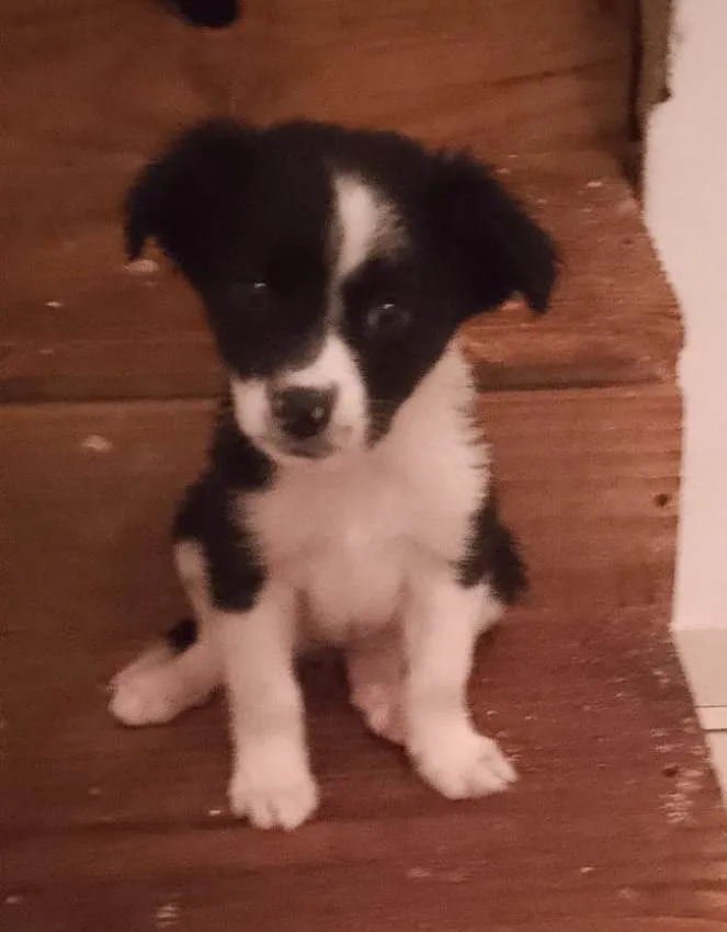 Cachorro raça SRD-ViraLata idade 2 a 6 meses nome Gaia