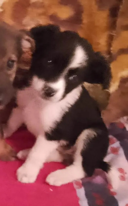 Cachorro raça SRD-ViraLata idade 2 a 6 meses nome Gaia