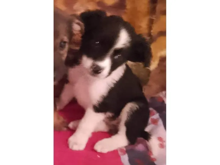 Cachorro raça SRD-ViraLata idade 2 a 6 meses nome Gaia